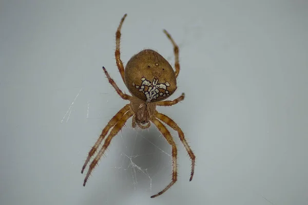 Een Close Shot Van Een Gewone Kruisspin Grijze Achtergrond — Stockfoto