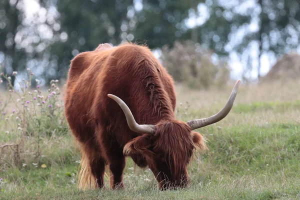 Toro Rojo Pastando Campo —  Fotos de Stock