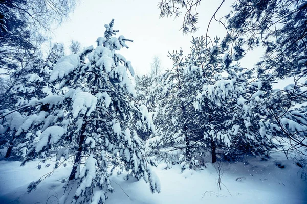 Багато Дерев Вкриті Білим Снігом Лісі Взимку — стокове фото