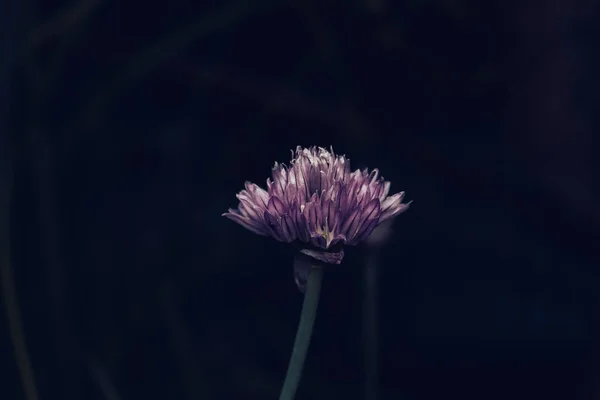 Primer Plano Una Hermosa Flor Cebollino Sobre Fondo Oscuro — Foto de Stock