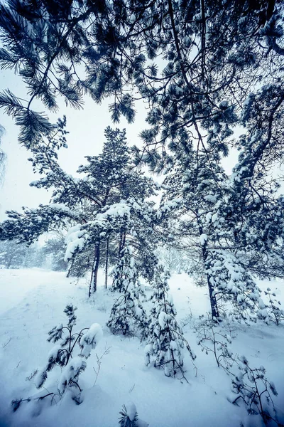 Mnoho Stromů Pokrytých Bílým Sněhem Lese Zimě — Stock fotografie