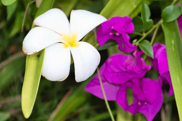 一张白色羽毛和紫色天顶花的特写照片 — 图库照片