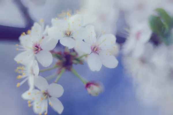 Lindas Flores Brancas Crescidas Galho Árvore — Fotografia de Stock