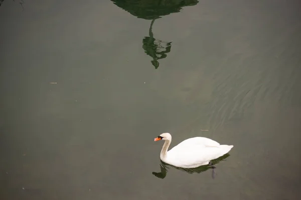 Hermoso Cisne Blanco Está Nadando Agua — Foto de Stock