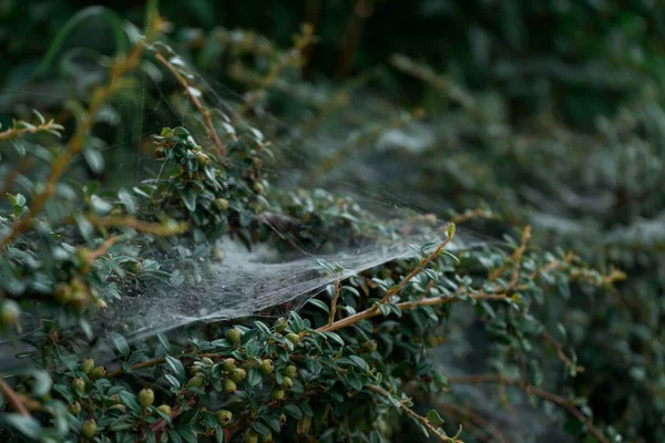 Yeşil Küçük Meyveleri Olan Bir Bitkinin Çalılarının Üzerindeki Örümcek Ağları — Stok fotoğraf