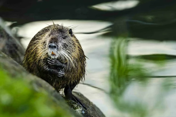 Detailní Záběr Roztomilé Vlhké Coypu Zvíře Stojící Skalách Vedle Rozmazané — Stock fotografie