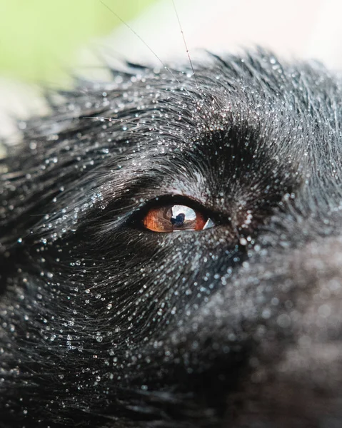 Close Olho Cachorro Preto Com Flocos Neve Cabelo — Fotografia de Stock