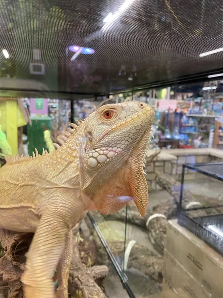 Close Uma Iguana Comum Aquário — Fotografia de Stock