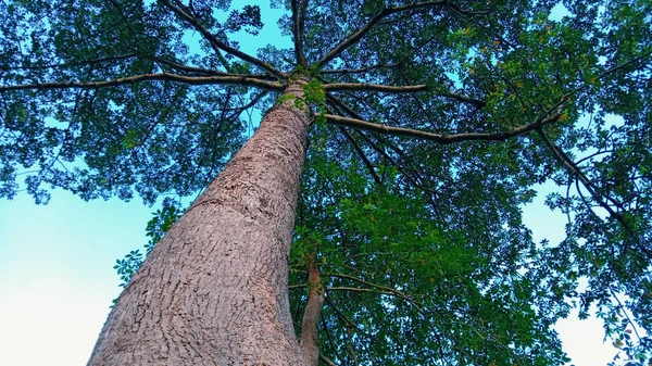 Tiro Ângulo Baixo Uma Árvore Alta Ramos Superiores Com Folhas — Fotografia de Stock