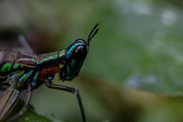 Primo Piano Uno Scarabeo Una Foglia Verde — Foto Stock