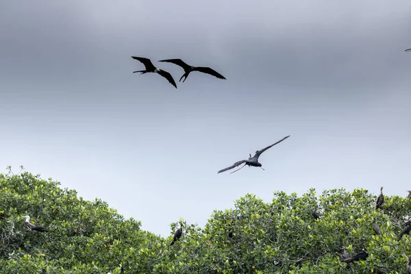 鸟群在空中盘旋的景象 — 图库照片