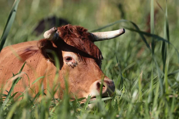 Una Vaca Roja Descansando Campo —  Fotos de Stock