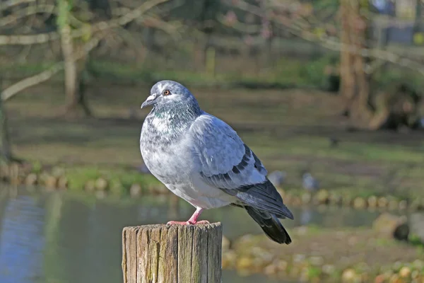 Merpati Liar Columba Livia Domestica Close Bertengger Kayu Abu Abu — Stok Foto