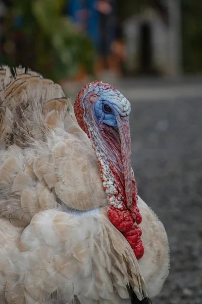 Tiro Vertical Pavo Blanco Doméstico — Foto de Stock