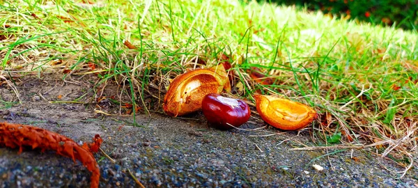 Bruine Kastanje Steen Met Een Schelp — Stockfoto