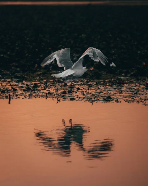 Птица Летящая Над Поверхностью Воды Закате — стоковое фото
