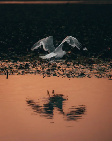 Pássaro Voando Sobre Superfície Água Durante Pôr Sol — Fotografia de Stock