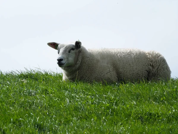 Eine Nahaufnahme Von Schafen Auf Der Weide Von Ameland Den — Stockfoto