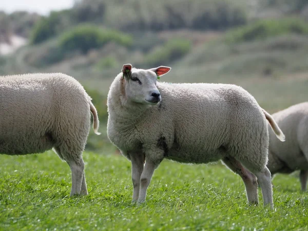 Une Scène Pâturage Moutons Dans Les Prairies Vertes Ameland Pays — Photo