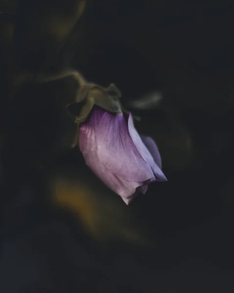 Вертикальний Макрознімок Відкритої Фіолетової Квітки Темним Тлом — стокове фото
