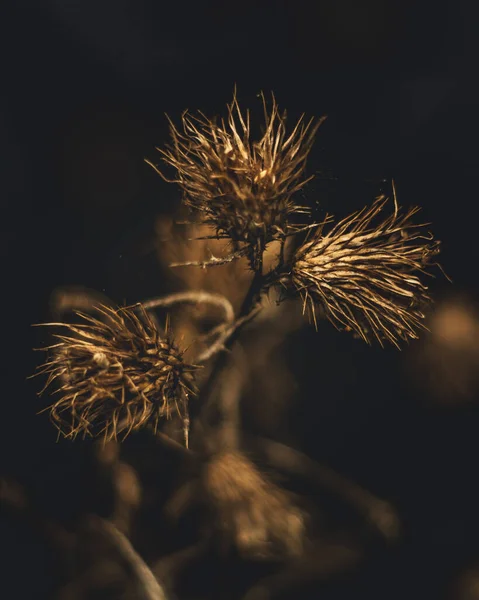 Суха Щільна Рослина Темним Розмитим Тлом — стокове фото