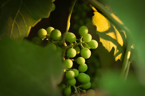 Closeup Shot Green Grapes Growing Tree — Stock Photo, Image