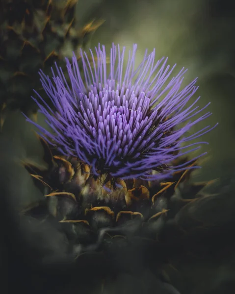 Makro Záběr Kvetoucího Trnitého Fialového Květu Rozmazaným Pozadím — Stock fotografie