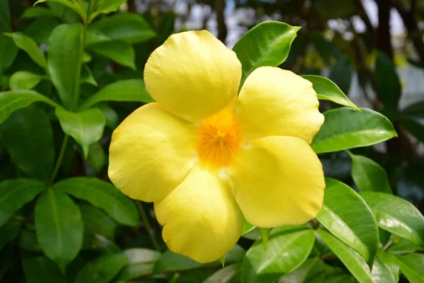 Closeup Shot Yellow Allamanda Violacea Blossom — Stock Photo, Image