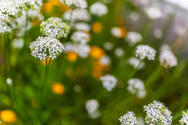 花园里盛开的小白花的特写 — 图库照片