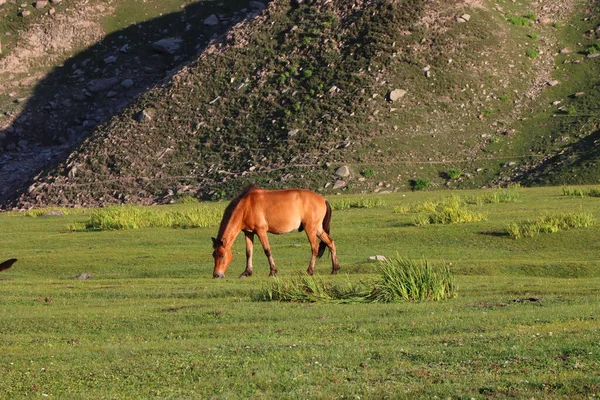 Cavalo Castanho Pastando Campo — Fotografia de Stock