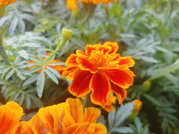 Detailní Záběr Kvetoucí Květinu Marigold — Stock fotografie