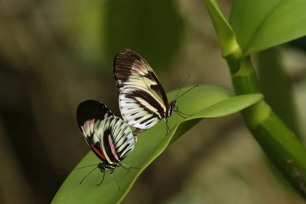 Крупный План Красивых Бабочек Зеленом Листе — стоковое фото