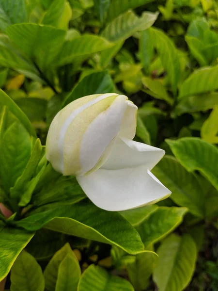Makro Ujęcie Naturalnego Wglądu Pięknego Białego Kwiatu Kwitnącego Ogrodzie Sunlight — Zdjęcie stockowe
