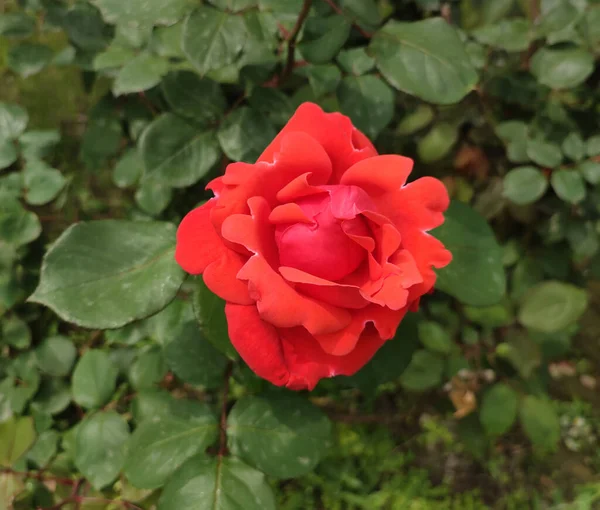 Uma Bela Rosa Vermelha Jardim — Fotografia de Stock