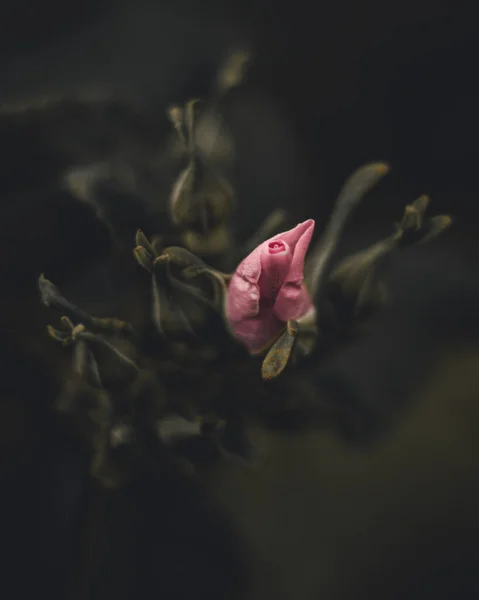 Ένα Κοντινό Πλάνο Του Λουλουδιού Ροζ Λουλούδι Θολή Φόντο — Φωτογραφία Αρχείου