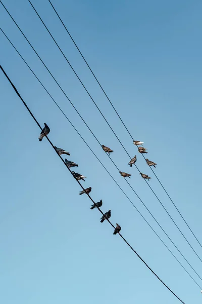 Низкоугольный Снимок Стаи Птиц Сидящих Проводах Фоне Голубого Неба — стоковое фото
