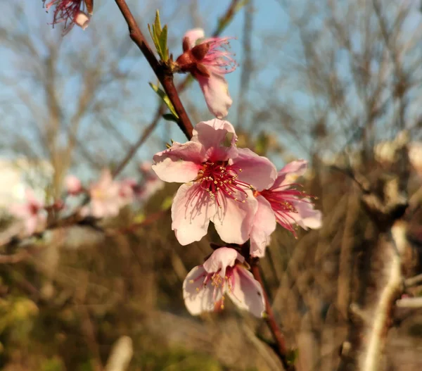 Прекрасный Вид Цветущее Персиковое Дерево Саду — стоковое фото