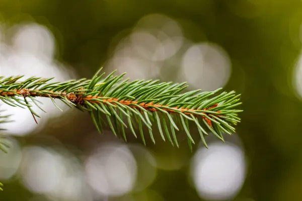 Selective Focus Shot Pine Tree Branch Needles Isolated Natural Bokeh — Stock Photo, Image
