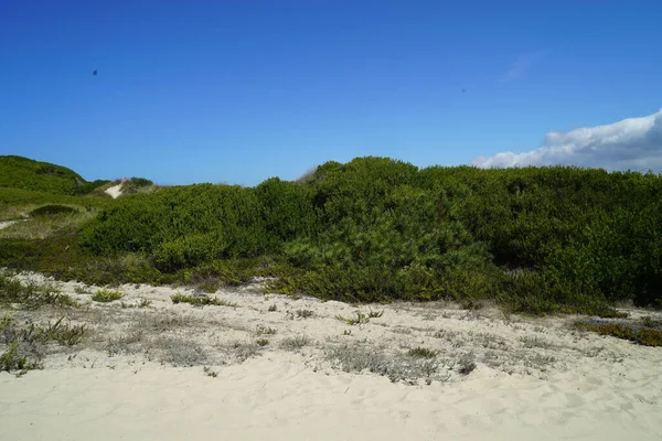 海滩上生长的植被和沙丘的特写镜头 — 图库照片