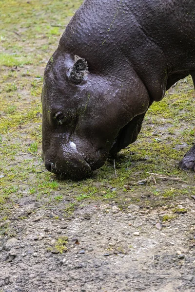 Velký Hroch Pasoucí Travnatém Poli Zoo — Stock fotografie