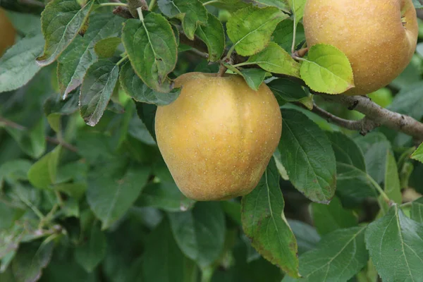 Närbild Äpplen Trädgren Fruktträdgård — Stockfoto