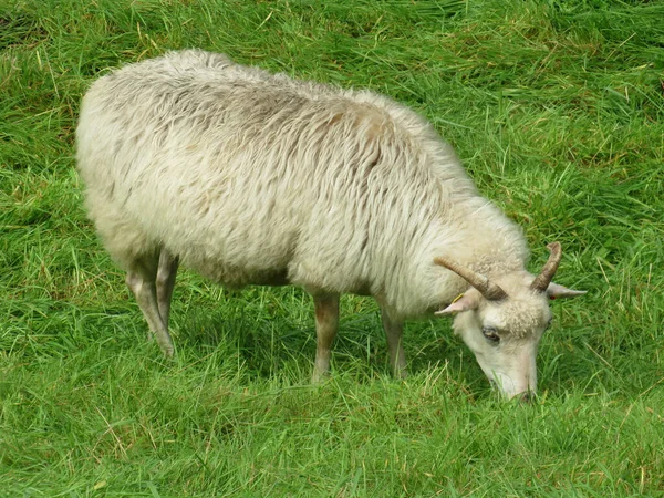 Mírumilovná Koza Pojídající Trávu — Stock fotografie