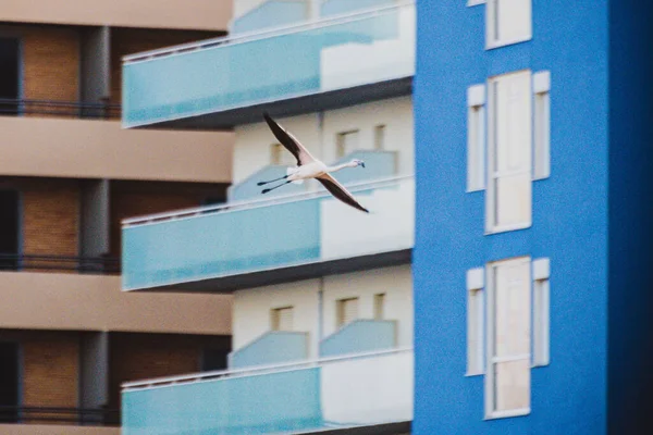 Ein Schöner Vogel Fliegt Vor Dem Hintergrund Von Wohnhochhäusern — Stockfoto