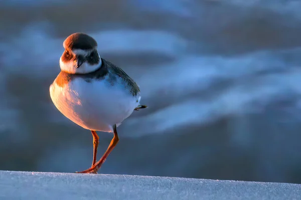 Plan Mise Point Sélectif Beau Pluvier Annelé Mignon Commun Dans — Photo