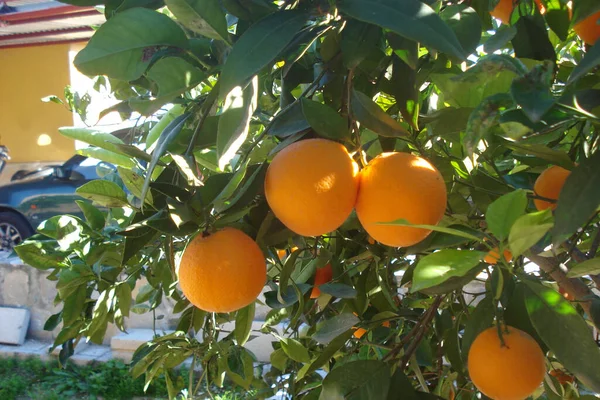 Dojrzałe Owoce Pomarańczy Gałęziach Drzew — Zdjęcie stockowe