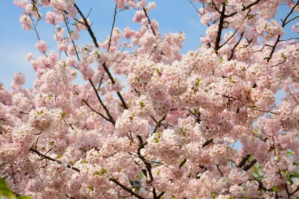 Beautiful View Blossoming Peach Tree Garden — Stock Photo, Image