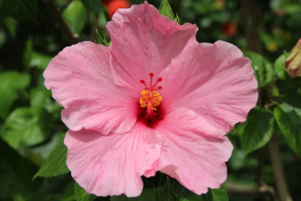Gros Plan Bel Hibiscus Rose — Photo