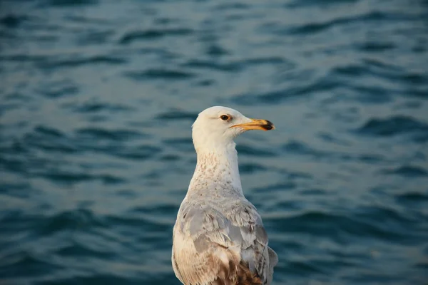 Closeup Shot Beautiful Aqua Bird Standing Front Sea Looking His — Stock Photo, Image