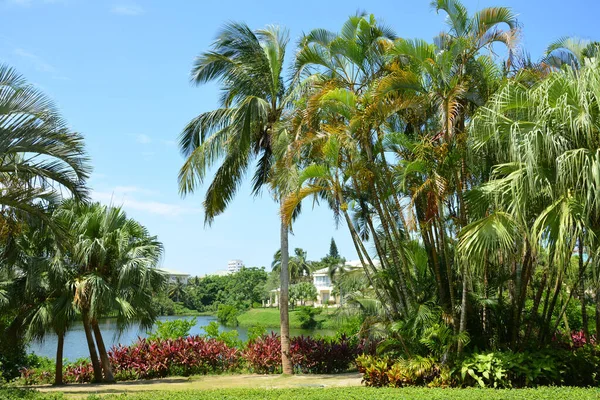 Tropical palms and coconut trees near the lake