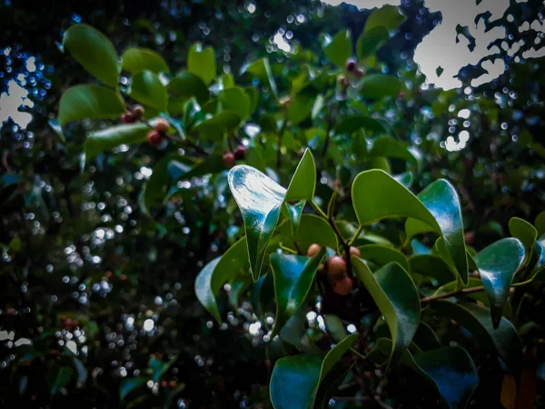 Фикус Пышными Зелеными Листьями Фотография Сделана Университете Сэма Ратуланги Манадо — стоковое фото